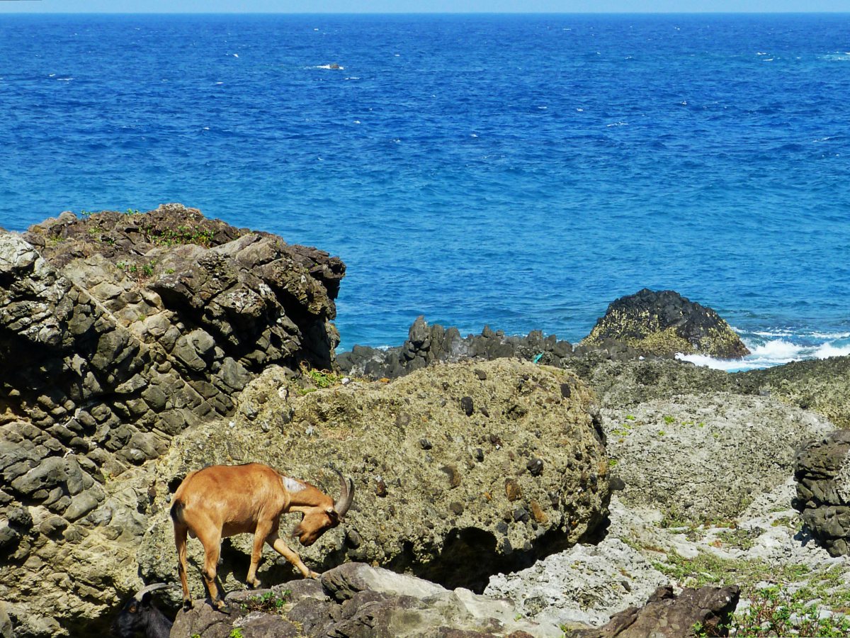Lanyu Island Goats