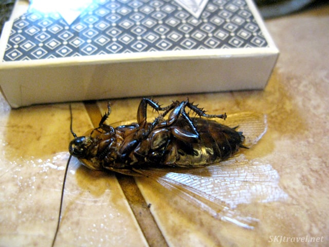 Dead cochroach