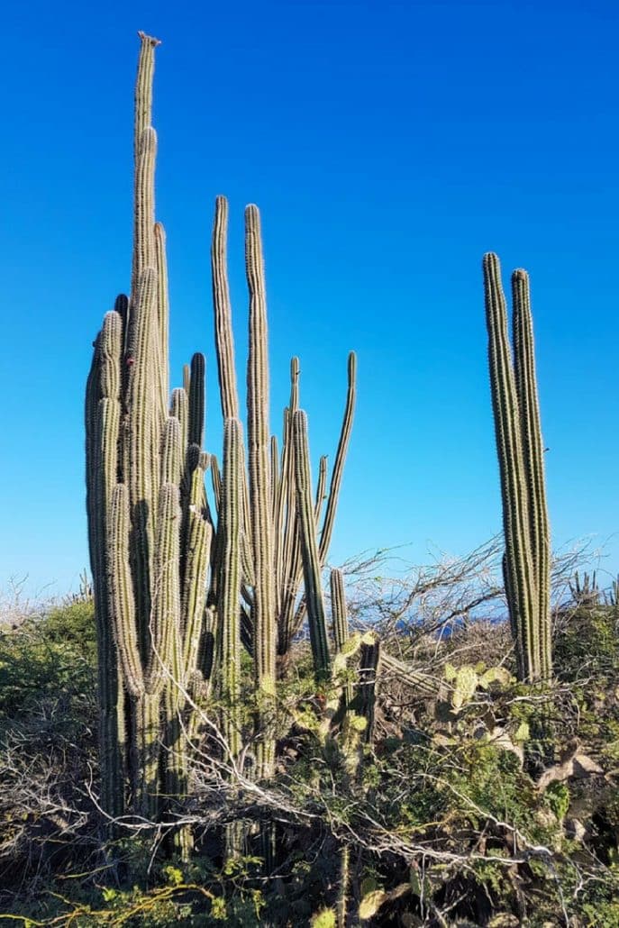 Excursions in Aruba Cactus in the desert