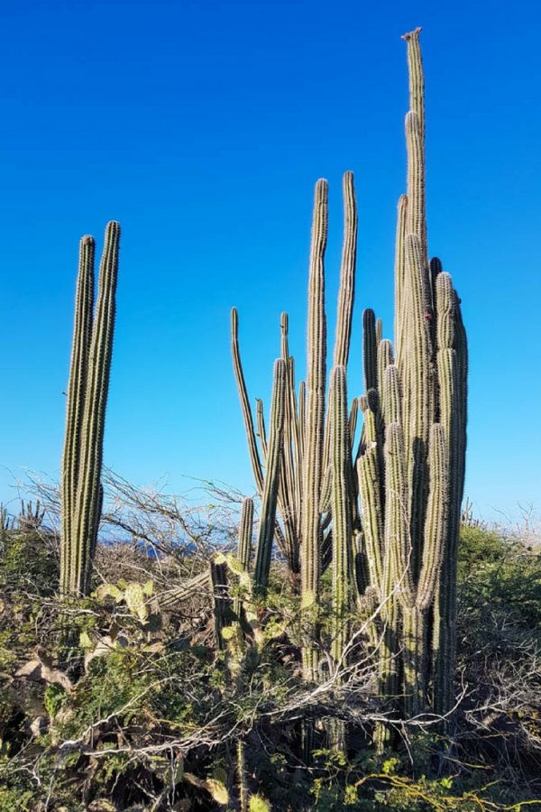 Excursions in Aruba Cactus in the desert