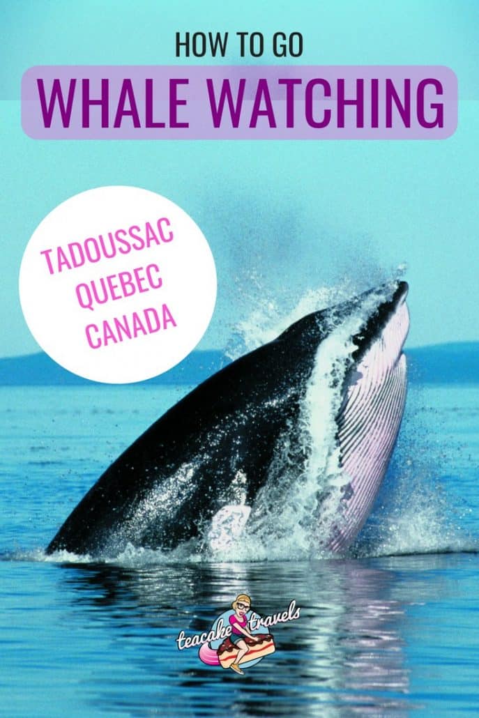 Whale Watching Tadoussac