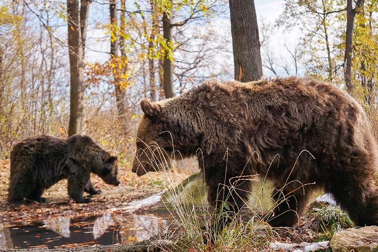 Libearty Bear Sanctuary in Romania