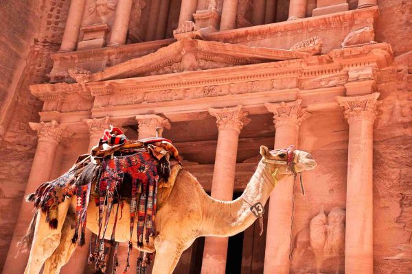 Photo of camel in the Petra, Jordan