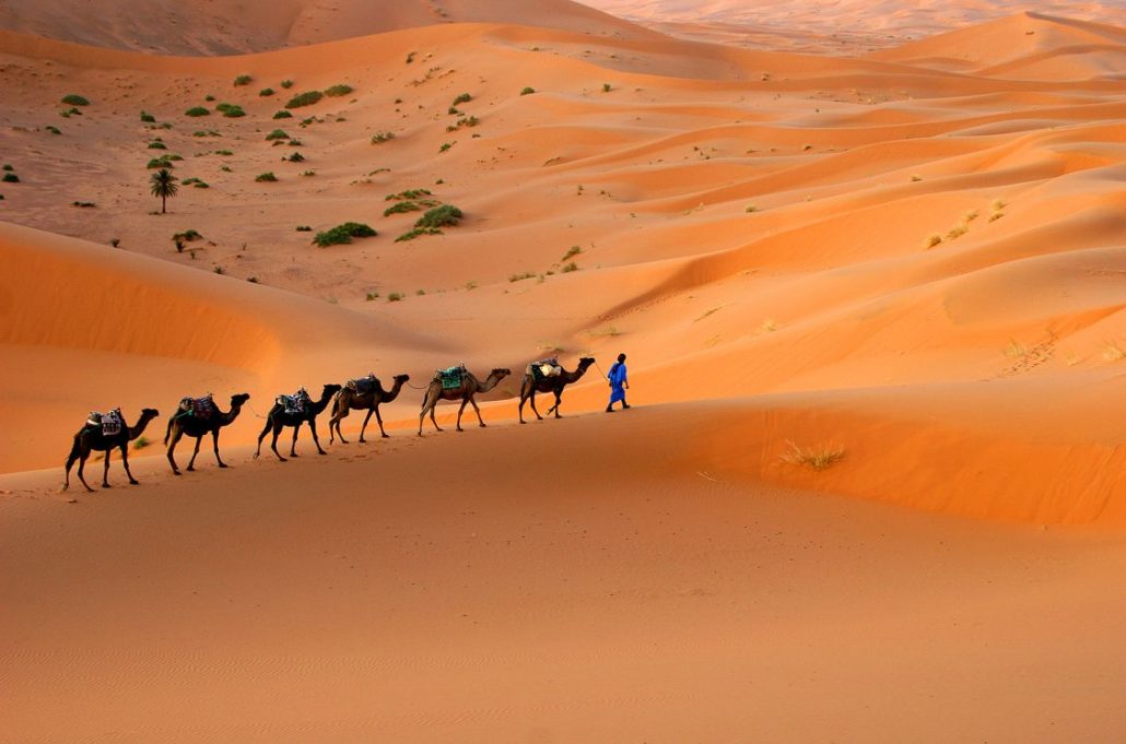 Photo of camels walking in the Sahara