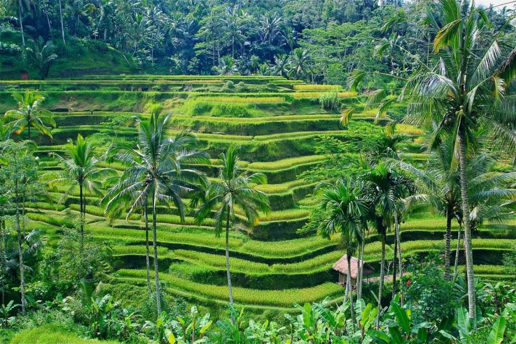 Photo of the rice paddies in Ubud Indonesia
