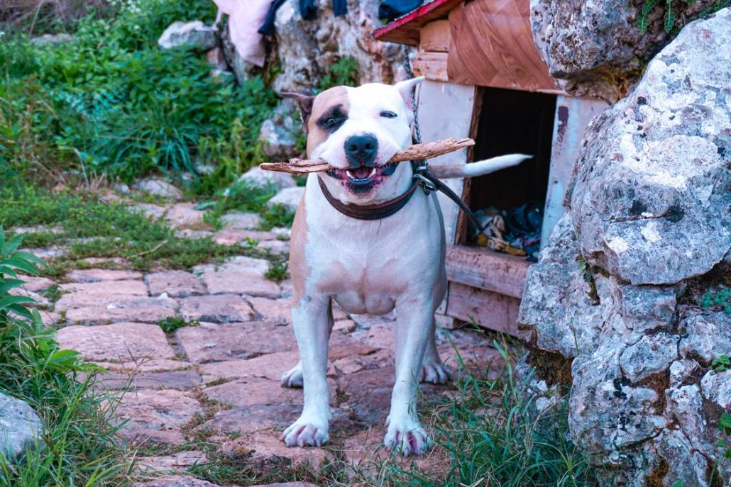 Photo of a white and brown dog named Brutus standing and holding a stick in his mouth