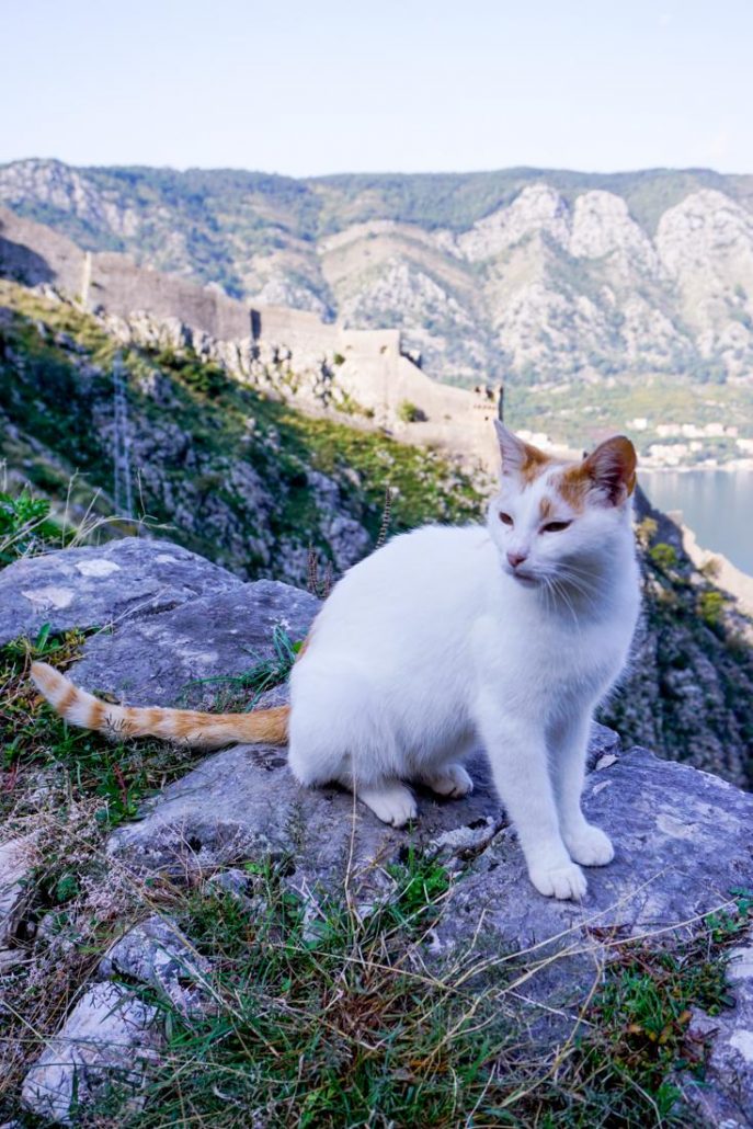 Photo of white cat with orange ears and tail and the old castle walls in the background