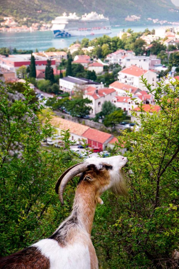 Photo of goat eating from a bush with the city and Sky Princess cruise ship in the background
