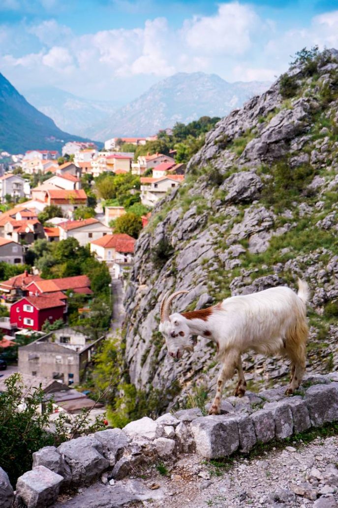 Photo of goat walking on the edge of the path with the town in the background