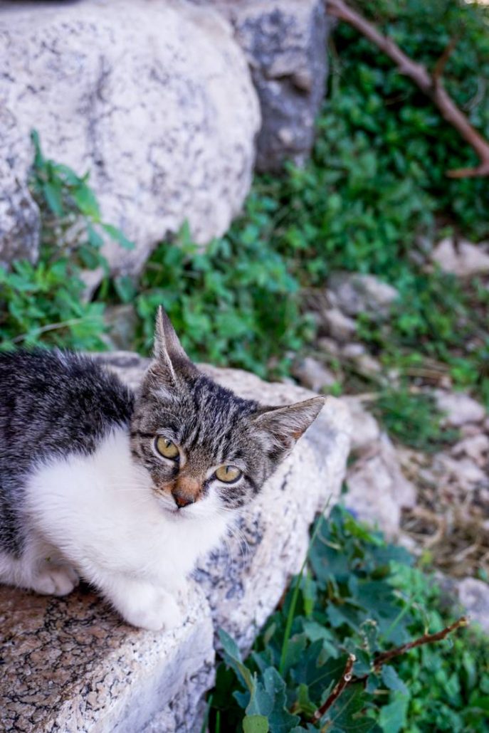 Photo of a kitten found at the second cafe on the Ladder of Kotor