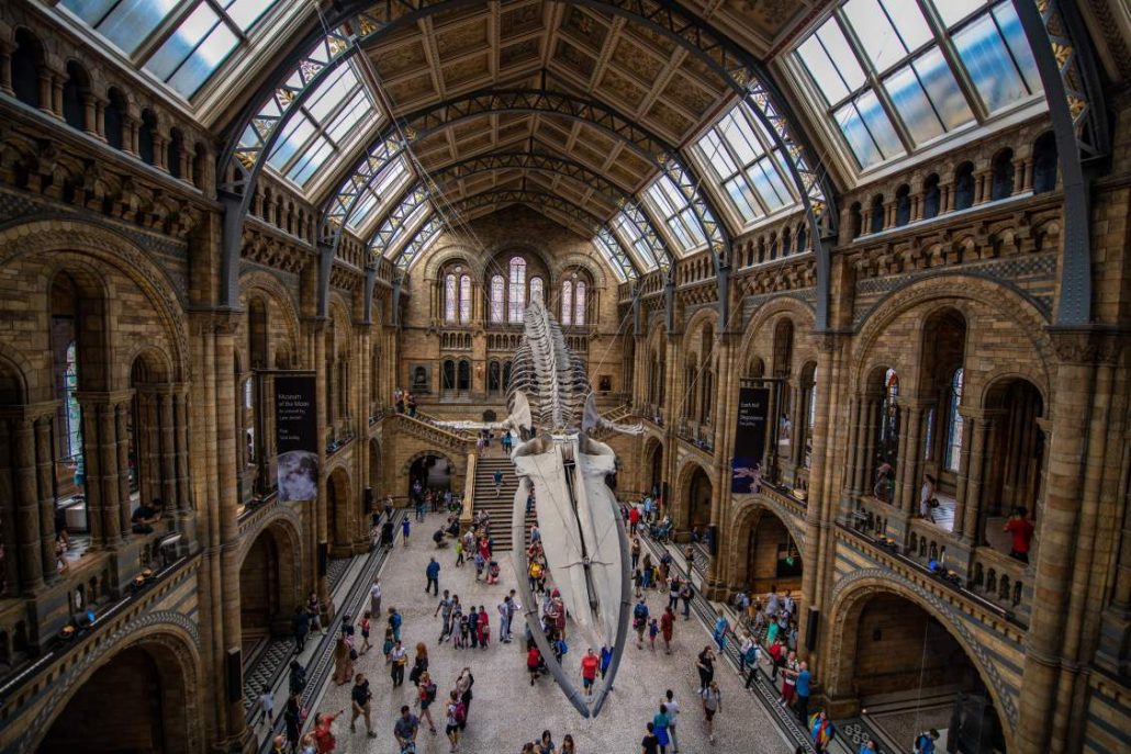 Inside of the Natural History Museum in London with the skeletons of mammals hanging from the ceiling