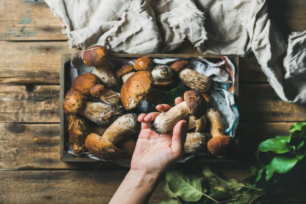 Birds eye view of woman holding mushrooms in her hand that she has foraged
